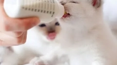 Mieszanka mleka dla kocięta